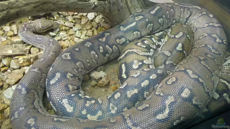 Python anchietae im Terrarium halten (Einrichtungsbeispiele mit Angola Python)