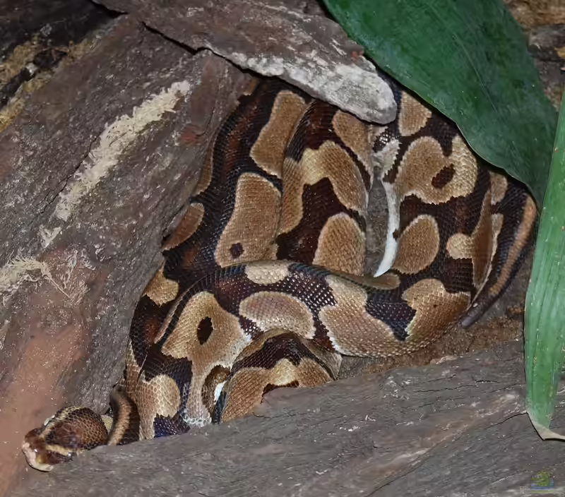 Python regius halten (Einrichtungsbeispiele für Königspython)