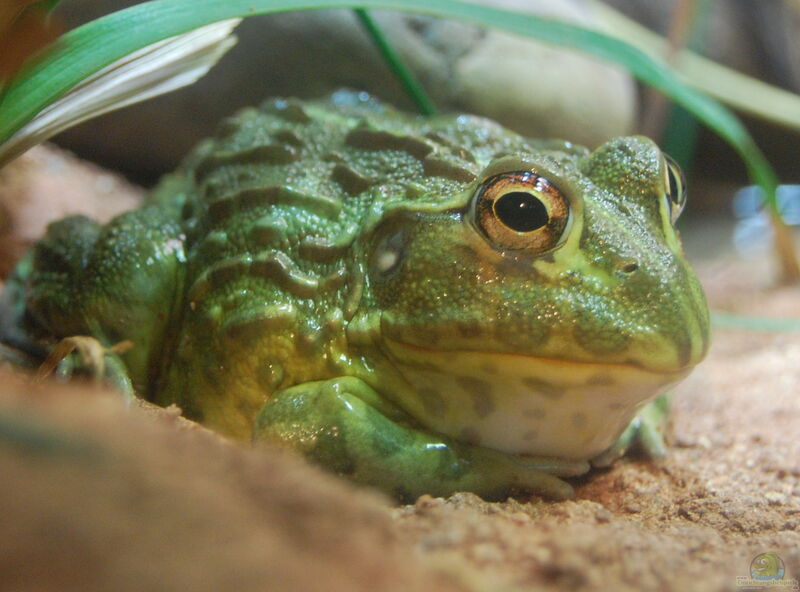 Pyxicephalus adspersus im Terrarium halten (Einrichtungsbeispiele für Afrikanischer Ochsenfrosch)