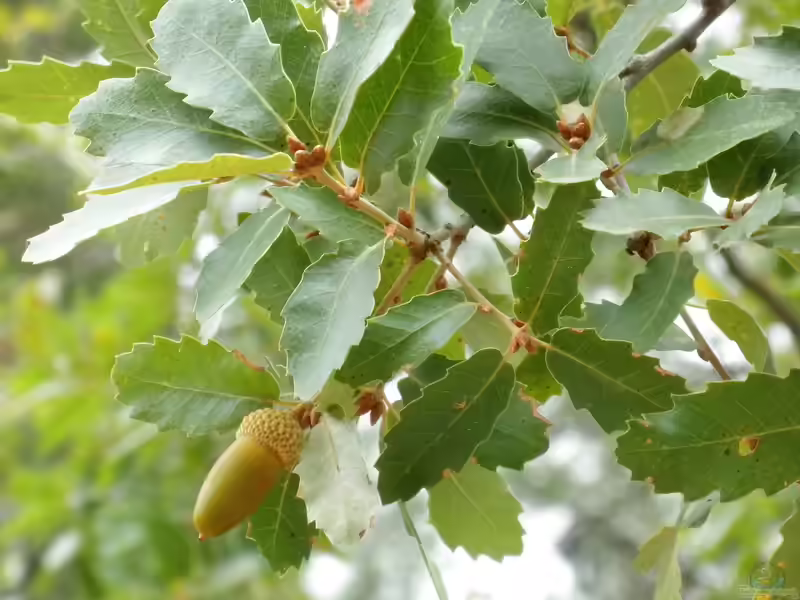 Quercus canariensis im Garten pflanzen (Einrichtungsbeispiele mit Algerische Eiche)