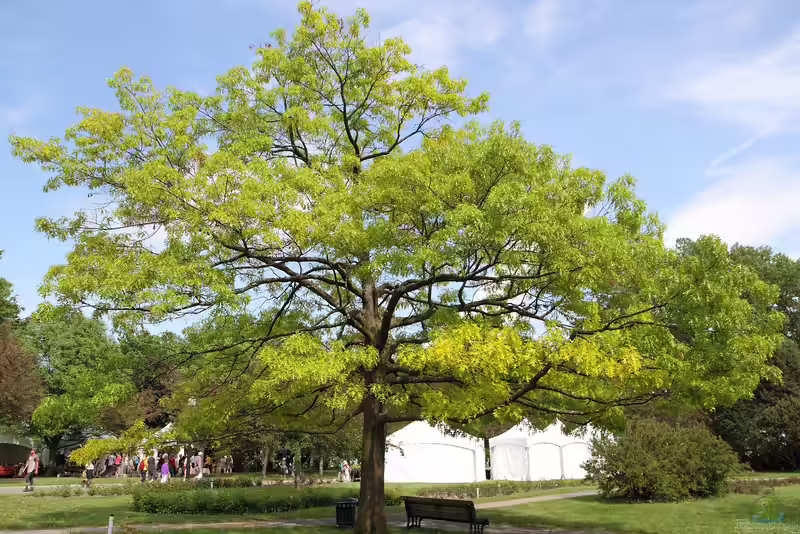 Quercus coccinea im Garten pflanzen (Einrichtungsbeispiele mit Scharlach-Eiche)