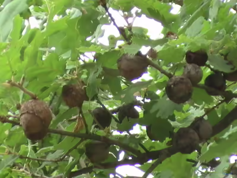 Quercus pubescens im Garten pflanzen (Einrichtungsbeispiele mit Flaum-Eiche)