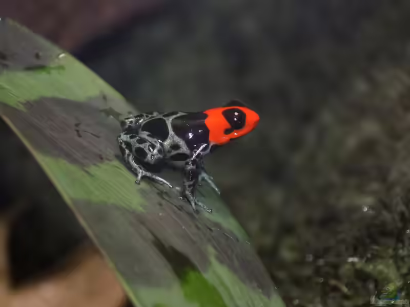 Ranitomeya benedicta im Terrarium halten (Einrichtungsbeispiele für Pampas-del-Sacramento-Baumsteiger)