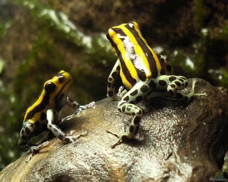 Ranitomeya lamasi im Terrarium halten (Einrichtungsbeispiele für Pasco Baumsteiger)