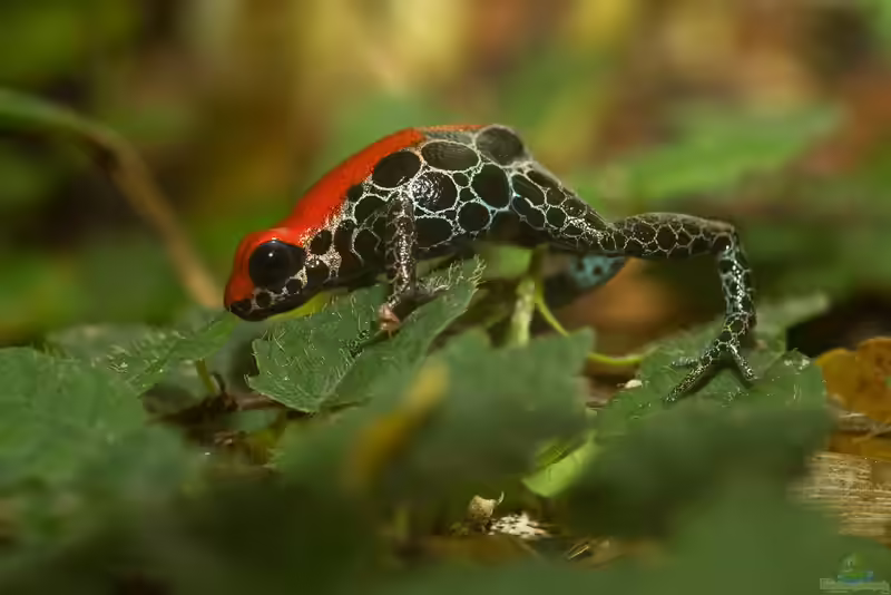 Ranitomeya reticulata im Terrarium halten (Einrichtungsbeispiele für Netzbaumsteiger)