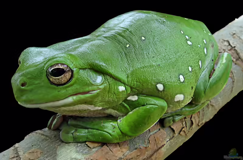 Ranoidea caerulea im Terrarium halten (Einrichtungsbeispiele für Korallenfinger-Laubfrosch)