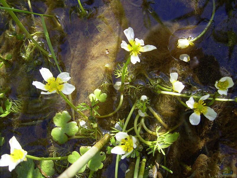 Ranunculus aquatilis am Gartenteich (Einrichtungsbeispiele mit Wasserranunkel)