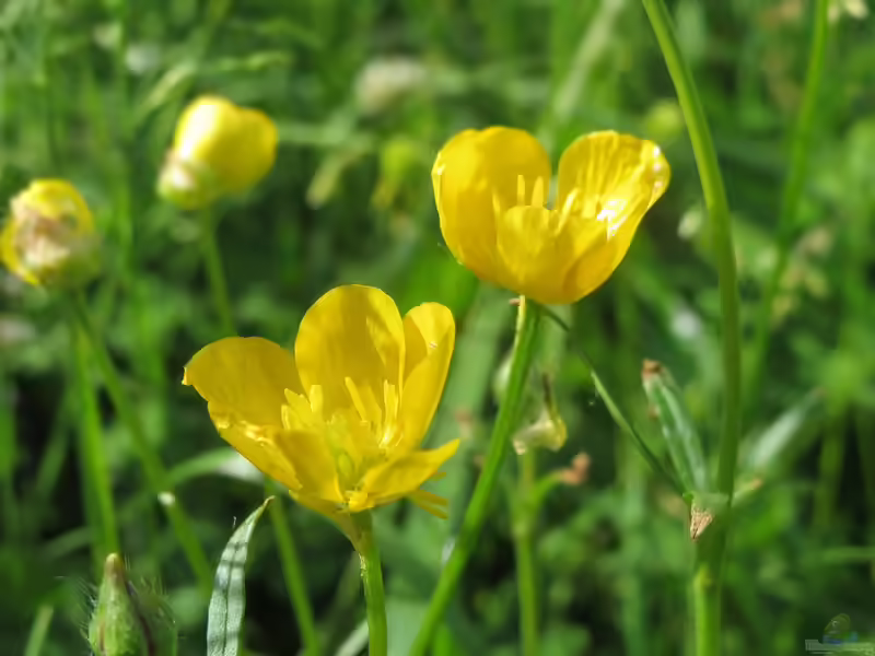 Ranunculus bulbosus im Garten pflanzen (Einrichtungsbeispiele mit Knolliger Hahnenfuß)