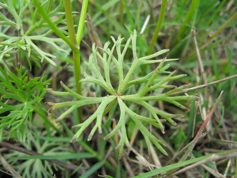 Aquarien mit Ranunculus inundatus  - Ranunculus-inundatusaquarium