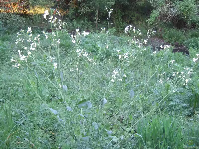 Raphanus raphanistrum am Gartenteich (Einrichtungsbeispiele mit Ackerrettich)