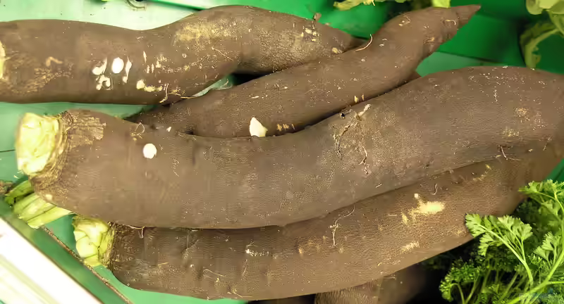 Raphanus sativus var. niger im Garten pflanzen (Einrichtungsbeispiele mit Schwarzer Winter-Rettich)