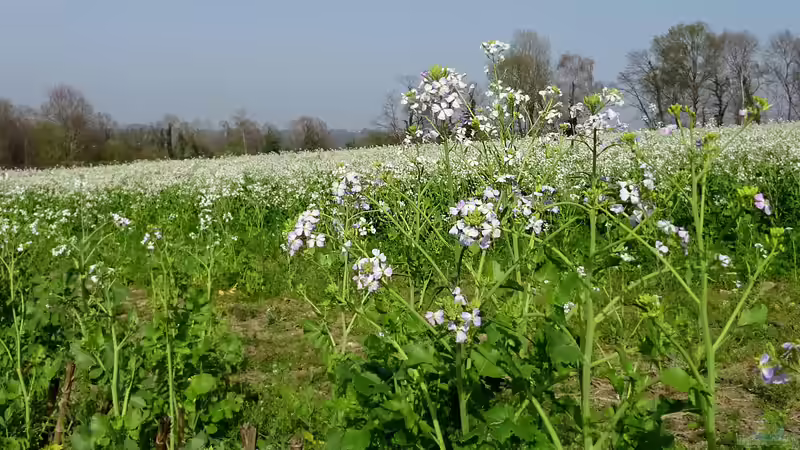 Raphanus sativus var. oleiformis im Garten pflanzen (Einrichtungsbeispiele mit Ölrettich)