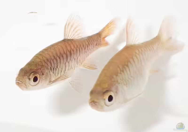 Rasbora vulcanus im Aquarium halten (Einrichtungsbeispiele für Rasbora vulcanus)