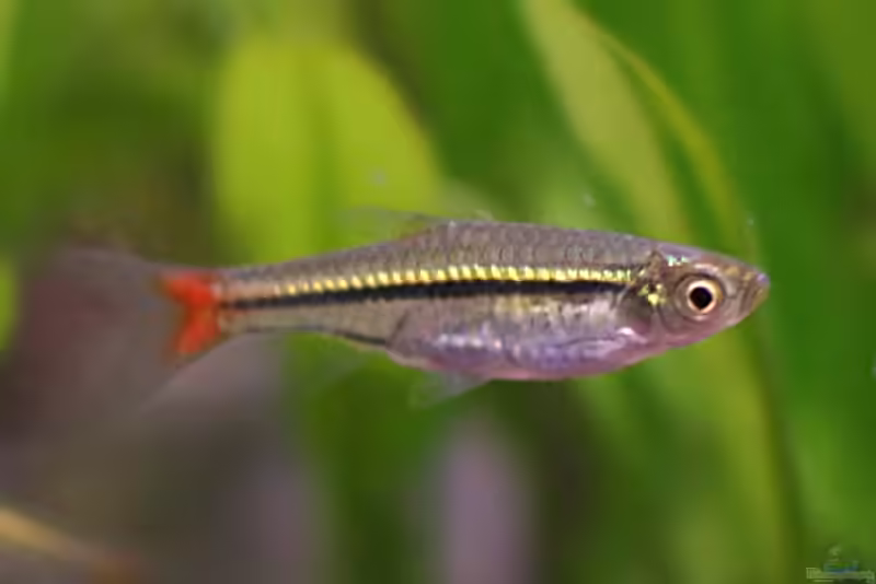 Rasboras im Aquarium halten (Einrichtungsbeispiele mit Rasborinae-Arten)