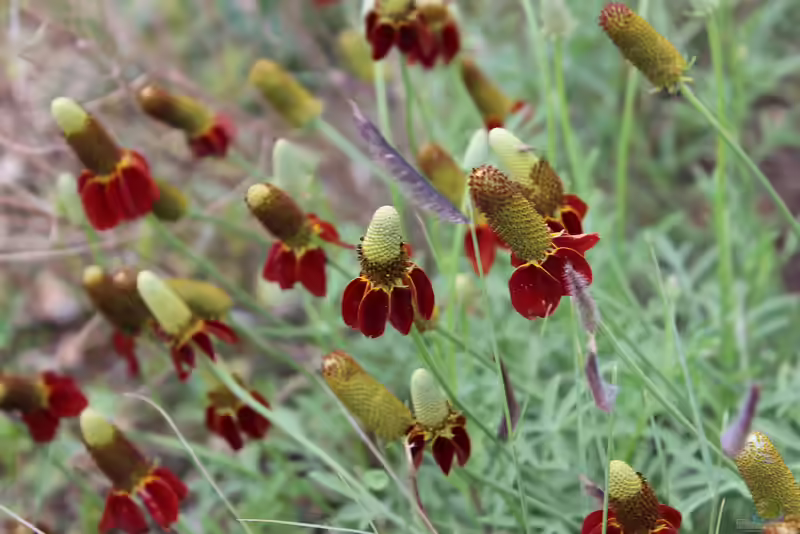 Ratibida columnifera im Garten pflanzen (Einrichtungsbeispiele mit Präriesonnenhut)