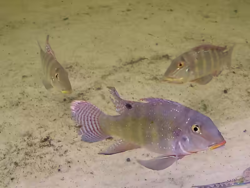 Retroculus xinguensis im Aquarium halten (Einrichtungsbeispiele für Xingu-Steinträger)