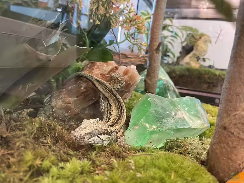 Rhacodactylus auriculatus im Terrarium halten (Einrichtungsbeispiele mit Höckerkopfgecko)