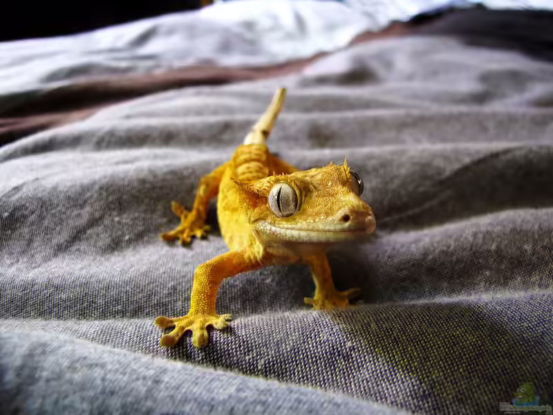 Rhacodactylus ciliatus im Terrarium halten (Einrichtungsbeispiele für Neukaledonischer Kronengecko)