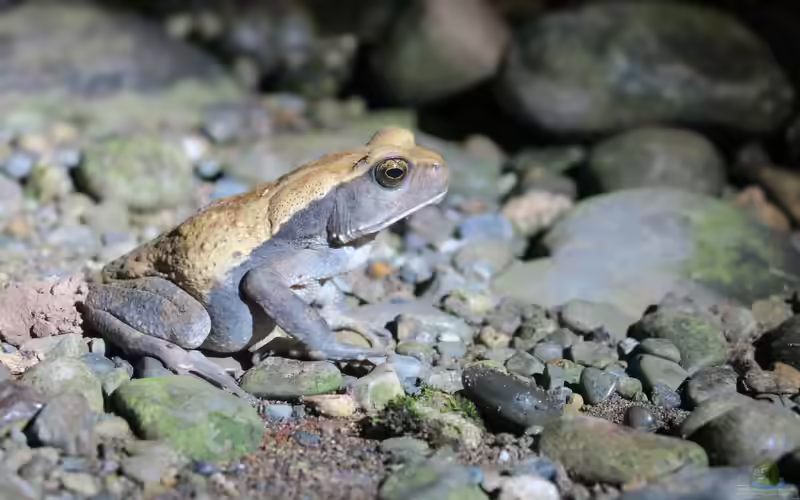 Rhaebo blombergi im Terrarium halten (Einrichtungsbeispiele mit Blombergkröte)