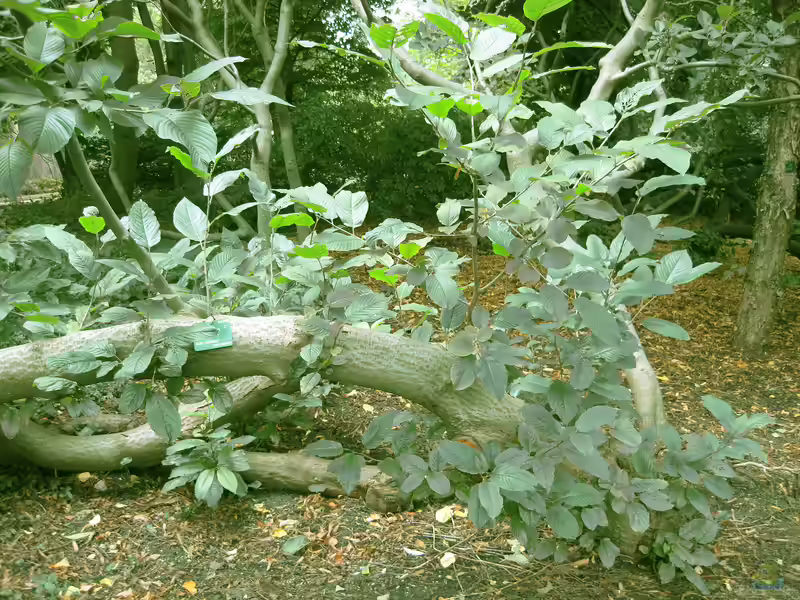 Rhamnus alpina im Garten pflanzen (Einrichtungsbeispiele mit Alpen-Kreuzdorn)