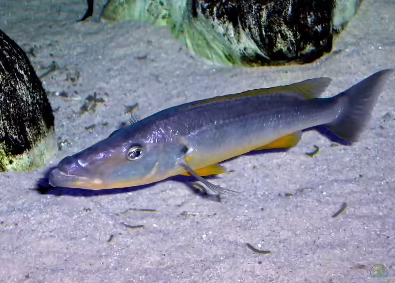 Rhamphochromis: Jäger aus dem Malawisee (Einrichtungsbeispiele mit Rhamphochromis-Arten)
