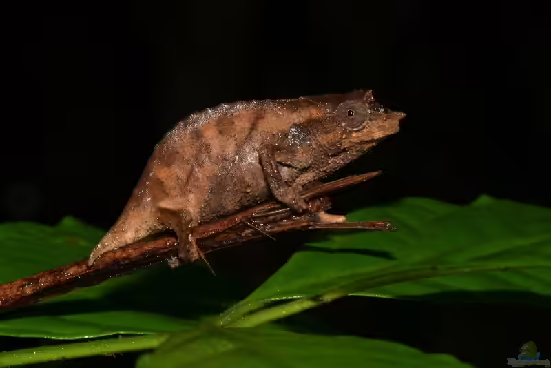 Rhampholeon nchisiensis im Terrarium halten (Einrichtungsbeispiele mit Nchisi-Pygmäenchamäleon)