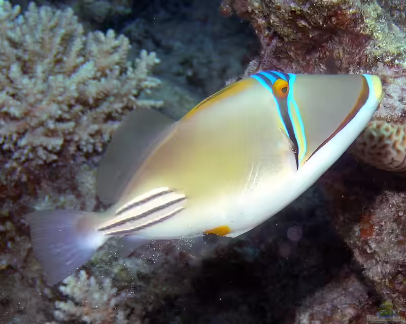 Rhinecanthus assasi im Aquarium halten (Einrichtungsbeispiele für Rotmeer-Picassodrückerfisch)