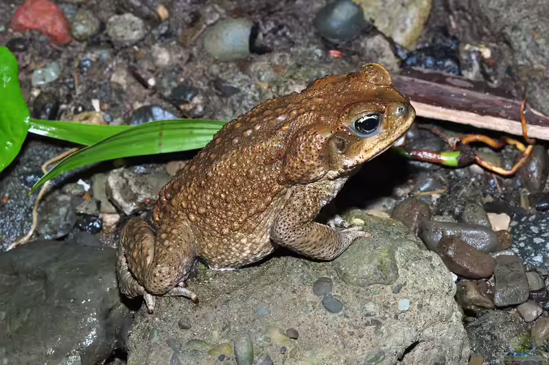 Rhinella marina im Terrarium halten (Einrichtungsbeispiele für Agakröte)