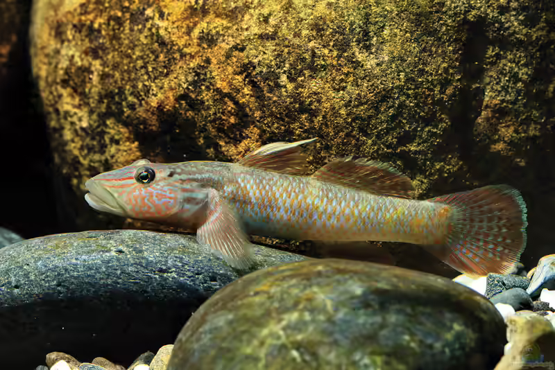 Rhinogobius formosanus im Aquarium halten (Einrichtungsbeispiele für Blaubauchgrundel)