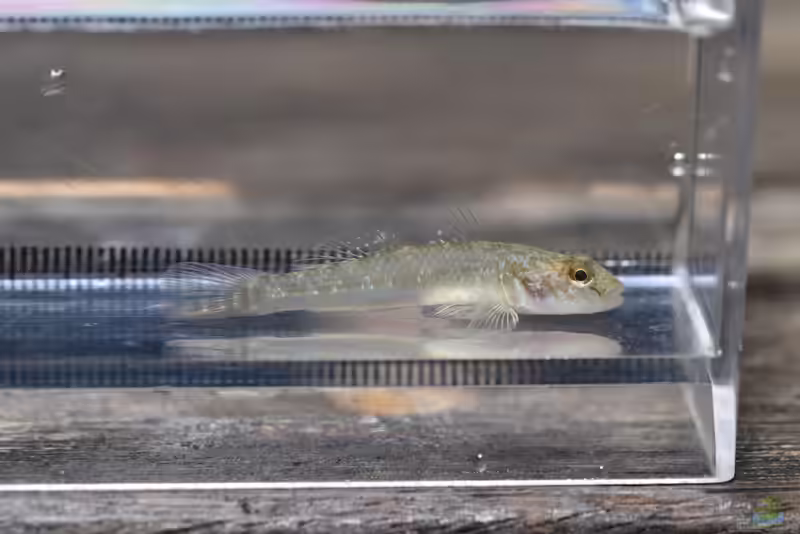 Rhinogobius similis im Aquarium halten (Einrichtungsbeispiele mit Amur-Grundel)