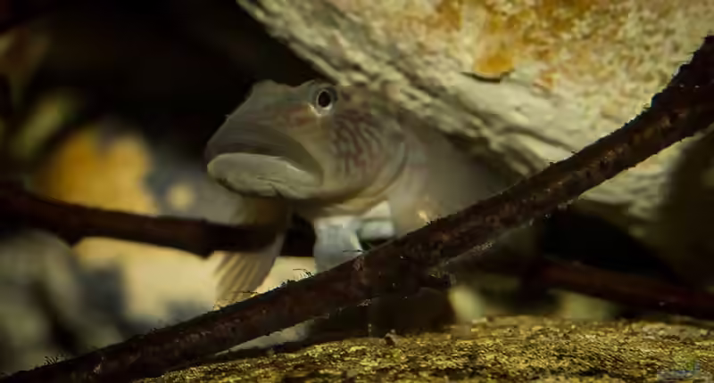 Rhinogobius: Kleine Grundeln mit großem Charakter im Aquarium (Einrichtungsbeispiele mit Rhinogobius-Arten)