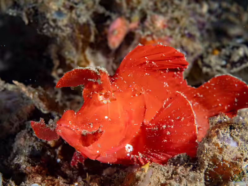 Rhinopias eschmeyeri im Aquarium halten (Einrichtungsbeispiele mit Eschmeyers Drachenkopf)