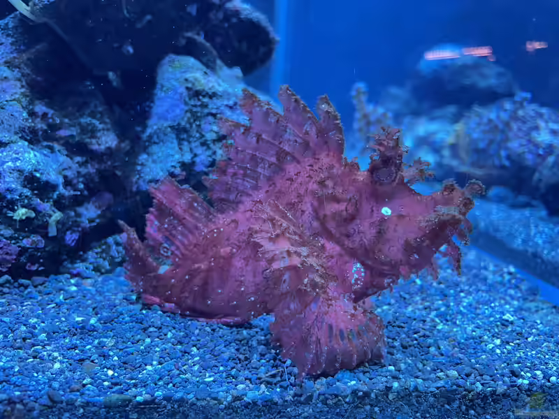 Rhinopias frondosa im Aquarium halten (Einrichtungsbeispiele mit Tentakel-Drachenkopf)