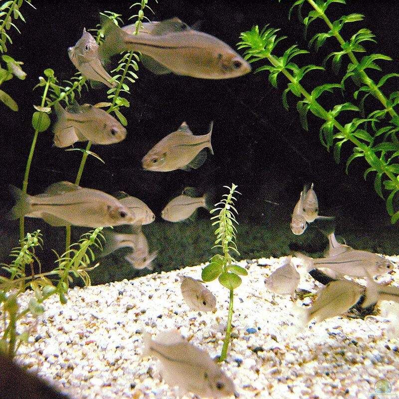 Rhodeus atremius im Aquarium halten (Einrichtungsbeispiele für Japanischer Bitterling)  - Rhodeus-atremiusaquarium