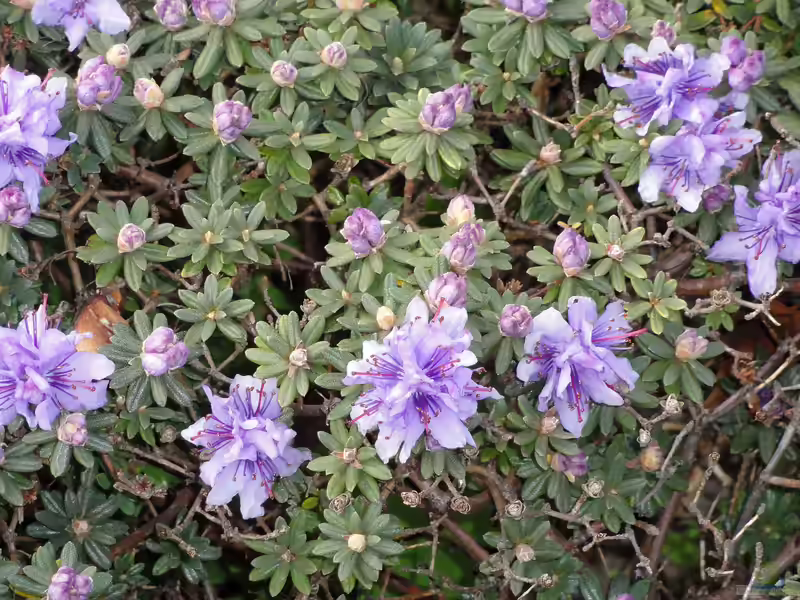 Rhododendron impeditum im Garten pflanzen (Einrichtungsbeispiele mit Veilchenblauer Rhododendron)
