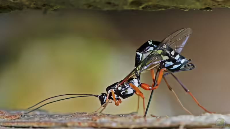 Rhyssa persuasoria im Garten (Einrichtungsbeispiele mit Holzwespen-Schlupfwespe)