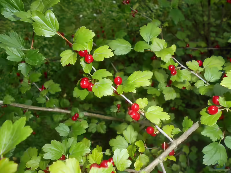 Ribes alpinum im Garten pflanzen (Einrichtungsbeispiele mit Alpen-Johannisbeere)