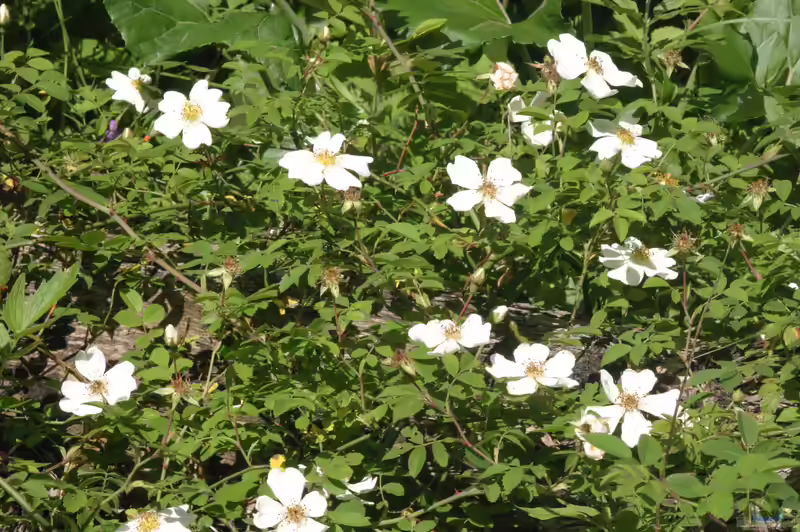 Rosa arvensis im Garten pflanzen (Einrichtungsbeispiele mit Feldrose)