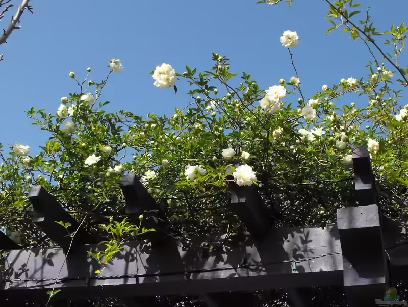 Rosa banksiae im Garten pflanzen (Einrichtungsbeispiele mit Banks Rose)
