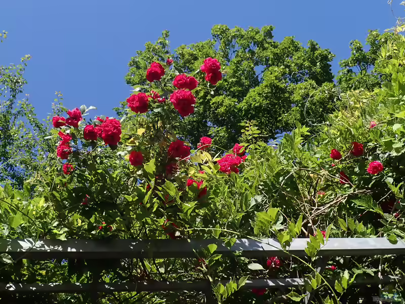 Rosa climber im Garten pflanzen (Einrichtungsbeispiele mit Kletterrose)