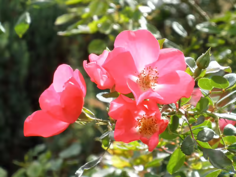 Rosa gallica im Garten pflanzen (Einrichtungsbeispiele mit Essigrose)