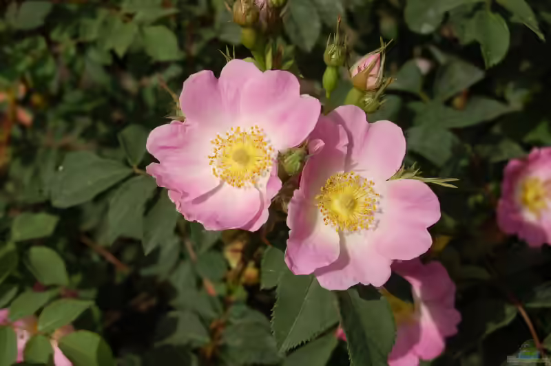 Rosa pendulina im Garten pflanzen (Einrichtungsbeispiele mit Alpenrose)
