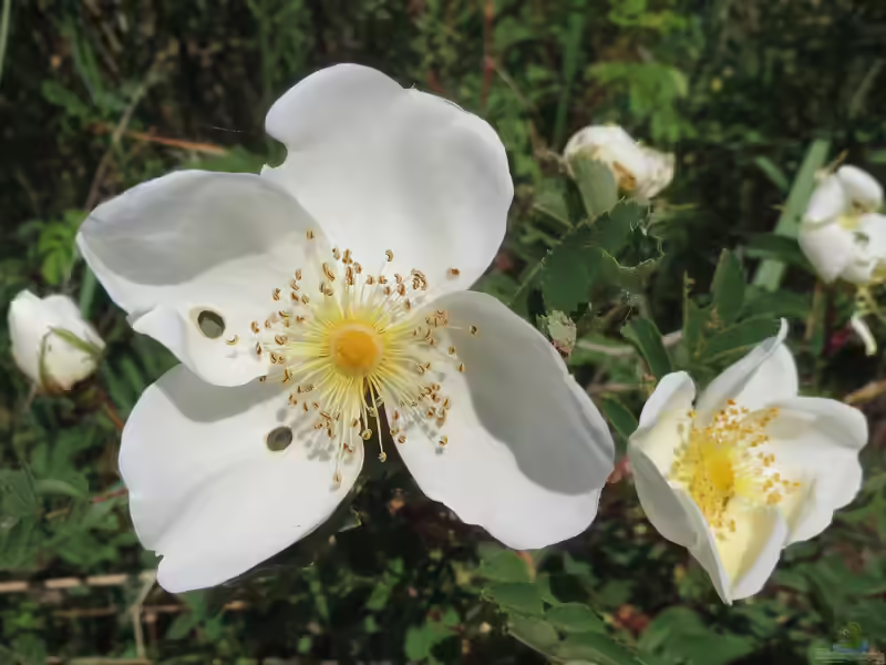 Rosa spinosissima im Garten pflanzen (Einrichtungsbeispiele mit Bibernellrose)
