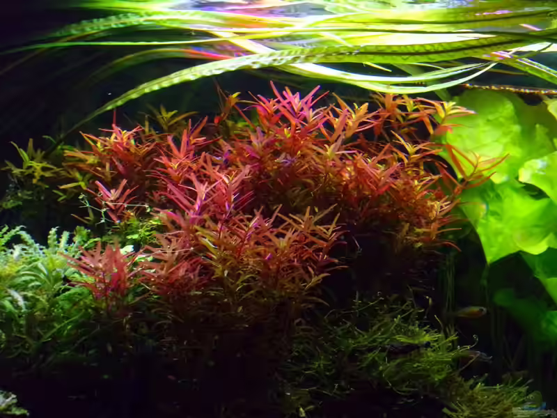 Rotala rotundifolia im Aquarium (Einrichtungsbeispiele mit Kleinblättrige Rotala)