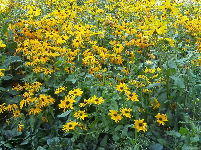 Rudbeckia fulgida im Garten pflanzen (Einrichtungsbeispiele mit Gewöhnlicher Sonnenhut)