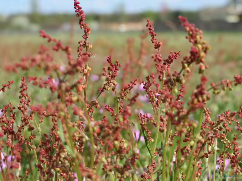 Rumex acetosella im Garten pflanzen (Einrichtungsbeispiele mit Kleiner Sauerampfer)