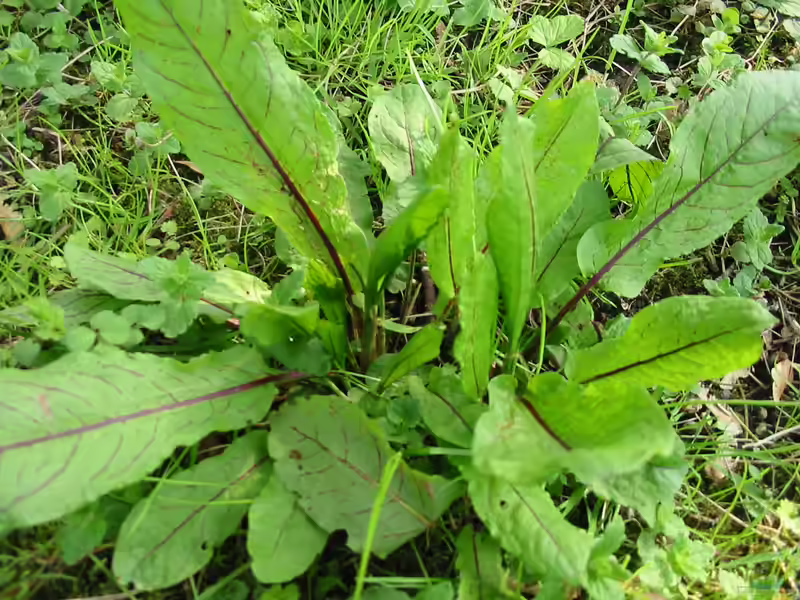 Rumex sanguineus am Gartenteich (Einrichtungsbeispiele mit Blutstieliger Ampfer)