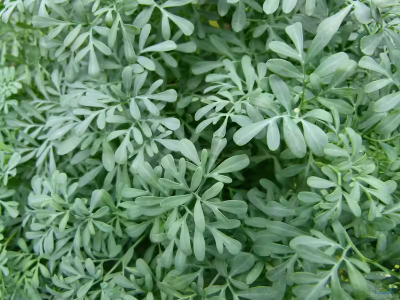 Ruta graveolens im Gartenteich (Einrichtungsbeispiele mit Wein-Raute)