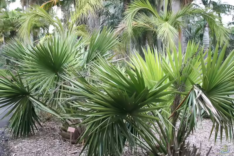 Sabal minor im Garten pflanzen (Einrichtungsbeispiele mit Zwergpalmettopalme)