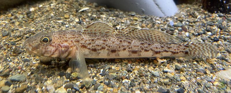 Sagamia geneionema im Aquarium halten (Einrichtungsbeispiele für Sagamia geneionema)